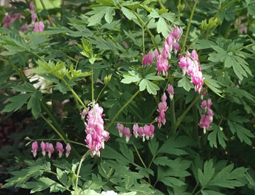 Bleeding Heart Bush